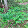 Habitusfoto Streptopus amplexifolius