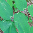 Foto von Besonderheit Streptopus amplexifolius