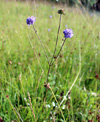 Habitusfoto Succisa pratensis