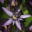 Portraitfoto Swertia perennis