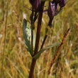 Stängel-/Stammfoto Swertia perennis