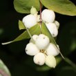 Fruchtfoto Symphoricarpos albus