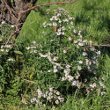 Habitusfoto Aster x salignus