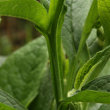 Stängel-/Stammfoto Symphytum officinale