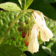 Portraitfoto Symphytum tuberosum