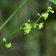 Blütenfoto Tamus communis