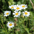 Portraitfoto Tanacetum corymbosum