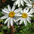 Blütenfoto Tanacetum corymbosum