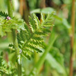 Blätterfoto Tanacetum corymbosum