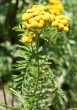 Habitusfoto Tanacetum vulgare