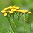 Blütenfoto Tanacetum vulgare