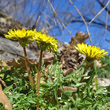 Blütenfoto Taraxacum laevigatum aggr.