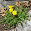 Habitusfoto Taraxacum laevigatum aggr.