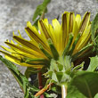 Foto von Besonderheit Taraxacum laevigatum aggr.