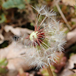 Fruchtfoto Taraxacum laevigatum aggr.