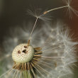 Fruchtfoto Taraxacum officinale