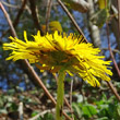 Blütenfoto Taraxacum officinale