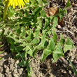 Blätterfoto Taraxacum officinale