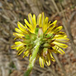 Foto von Besonderheit Taraxacum officinale