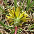 Foto von Besonderheit Taraxacum palustre aggr.