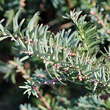 Blätterfoto Taxus baccata