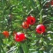 Portraitfoto Taxus baccata