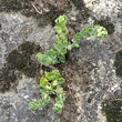 Habitusfoto Telephium imperati