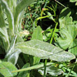 Blätterfoto Tephroseris capitata