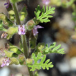 Blätterfoto Teucrium botrys