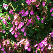 Foto von Besonderheit Teucrium chamaedrys
