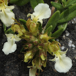 Blütenfoto Teucrium montanum
