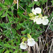 Portraitfoto Teucrium montanum