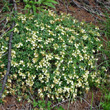 Habitusfoto Teucrium montanum