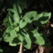 Foto von Besonderheit Teucrium scorodonia