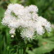 Portraitfoto Thalictrum aquilegiifolium