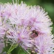 Foto von Besonderheit Thalictrum aquilegiifolium