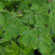 Blätterfoto Thalictrum aquilegiifolium