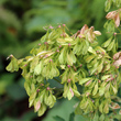 Fruchtfoto Thalictrum aquilegiifolium