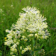 Portraitfoto Thalictrum flavum