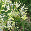 Blütenfoto Thalictrum flavum