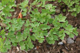 Blätterfoto Thalictrum minus