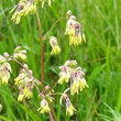 Blütenfoto Thalictrum minus