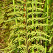 Blätterfoto Thelypteris palustris