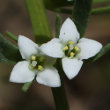 Blütenfoto Thesium alpinum