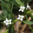 Portraitfoto Thesium alpinum