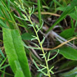 Blätterfoto Thesium alpinum