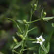 Blütenfoto Thesium pyrenaicum