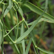 Blätterfoto Thesium pyrenaicum