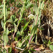 Blätterfoto Thlaspi caerulescens