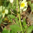 Fruchtfoto Thlaspi caerulescens